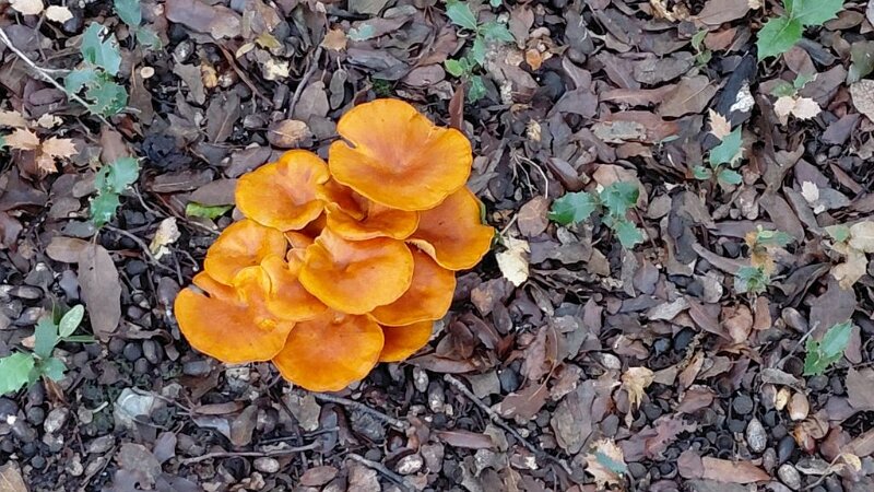 251019_Pilze.jpg - Mallorca-Wanderungen Oktober 2025 - 19.10.25 - Sonntagswanderung  (490 Hm, 21 km, 35k)  Pilze Finca Moussa