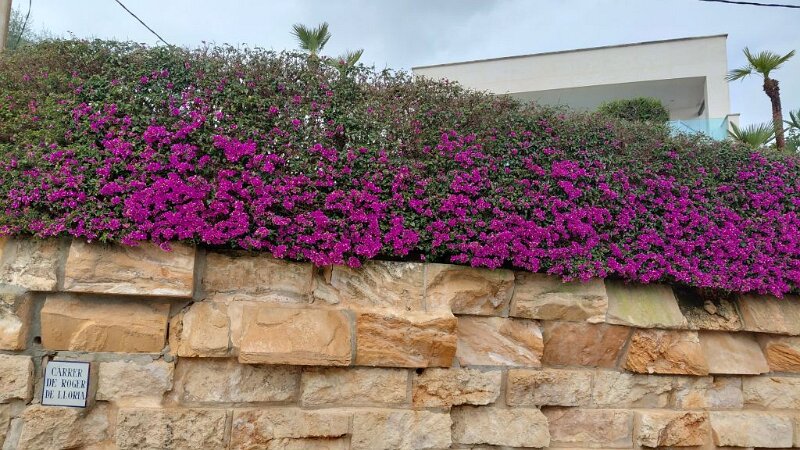 260311_Blumen.jpg - Mallorca-Wanderungen März 2026 - 11.03.26 - Alcanada  (60 Hm, 11 km, 15k)  Blumen an der Hecke