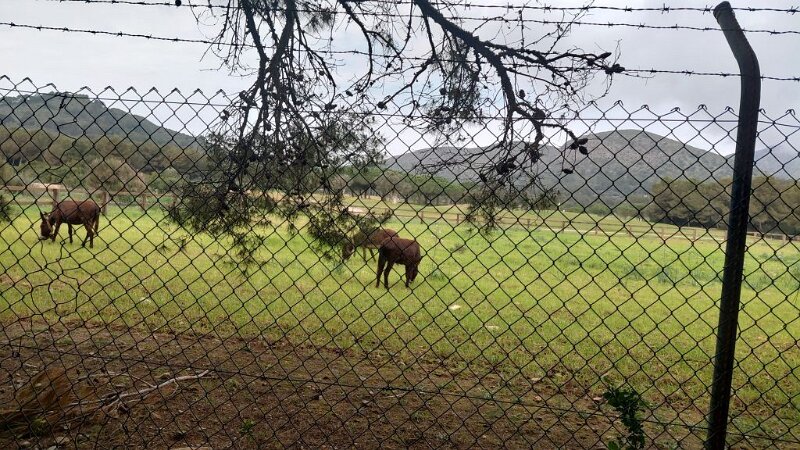 260311_Esel.jpg - Mallorca-Wanderungen März 2026 - 11.03.26 - Alcanada  (60 Hm, 11 km, 15k)  Esel am Golfplatz