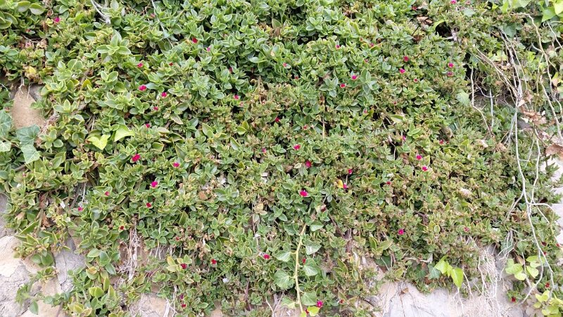 260311_Haenge-Blumen.jpg - Mallorca-Wanderungen März 2026 - 11.03.26 - Alcanada  (60 Hm, 11 km, 15k)  Hängepflanzen