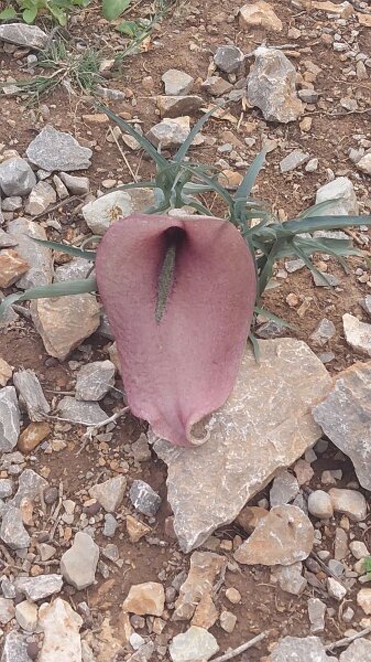 260311_Pflanze.jpg - Mallorca-Wanderungen März 2026 - 11.03.26 - Alcanada  (60 Hm, 11 km, 15k)  Pflanze noch nie gesehen, katalanisch: Escandalosa, eigentlich dead horse arum lily, also Totes Pferd (wissenschaftlich: Helicodiceros muscivorus)