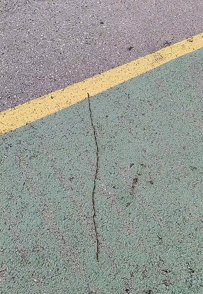 260311_Prozessionsspinner.jpg - Mallorca-Wanderungen März 2026 - 11.03.26 - Alcanada  (60 Hm, 11 km, 15k)  Prozessionsspinner überqueren die Straße