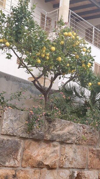 260311_Zitronen.jpg - Mallorca-Wanderungen März 2026 - 11.03.26 - Alcanada  (60 Hm, 11 km, 15k)  Zitronen