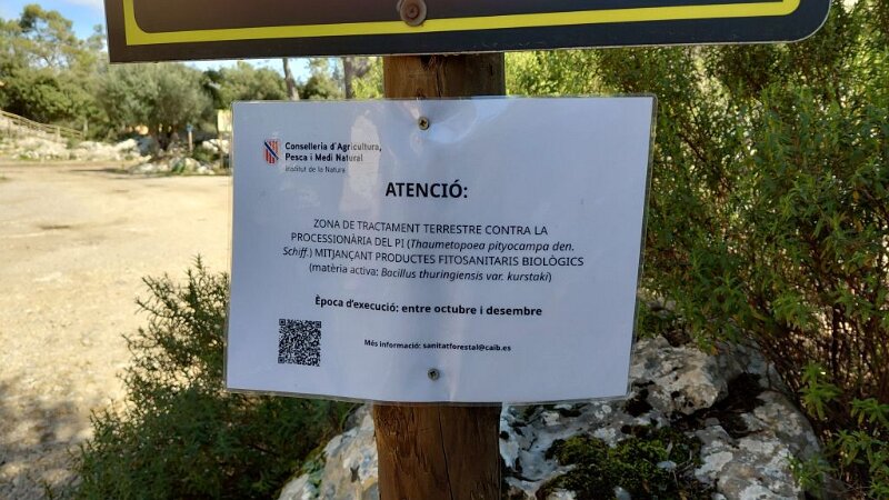 260312_Spinner.jpg - Mallorca-Wanderungen März 2026 - 12.03.26 - Binifaldo  (240 Hm, 8 km, 11k)  Bekämpfung eines Prozessionsspinners