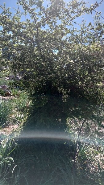 260318_Geruch_Blueten.jpg - Mallorca-Wanderungen März 2026 - 18.03.26 - Alaró-Refugi (480 Hm, 16 km, 28k)   Blüten riechen ganz intensiv (viele Bienen riechen das auch) 