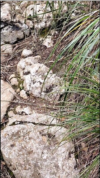 260320_Erdbienen.jpg - Mallorca-Wanderungen März 2026 - 20.03.26 - Fartaritx-Ninot (420 Hm, 12 km, 22k)   Erdbienen sind noch immer da