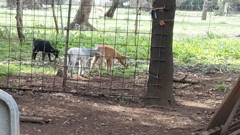 260320_Zicklein.jpg - Mallorca-Wanderungen März 2026 - 20.03.26 - Fartaritx-Ninot (420 Hm, 12 km, 22k)   Junge Zicklein, auch ein schwarzes