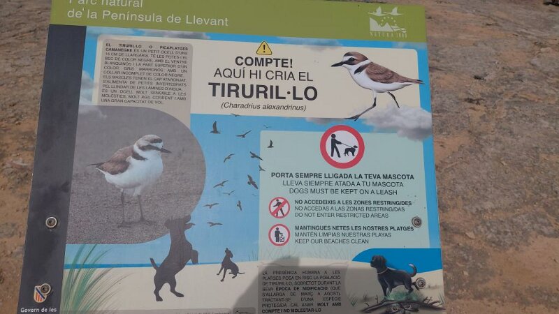 260321_Seeregenpfeifer.jpg - Mallorca-Wanderungen März 2026 - 21.03.26 - Son Bauló - Son Serra de Marina (30 Hm, 11 km, 18k)   Seeregenpfeifer heißt mallorquinisch Tiruril.lo  (katalanisch auch corriol camanegre) 