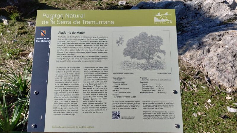 260325_Aladerns.jpg - Mallorca-Wanderungen März 2026 - 25.03.26 - Tomir mit Umrundung (740 Hm, 14 km, 26k)   Info bei der Finca Pública de Miner (Faulbaum wurde von de Köhlern geschätzt) 