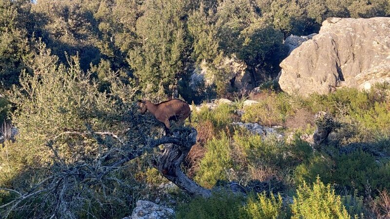 260325_Ziege_Baum.jpg - Mallorca-Wanderungen März 2026 - 25.03.26 - Tomir mit Umrundung (740 Hm, 14 km, 26k)   Ziege "weidet" auf einem Baum