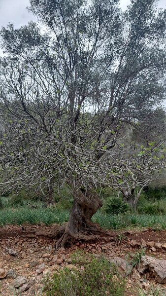 260327_Stamm_Baeume.jpg - Mallorca-Wanderungen März 2026 - 27.03.26 - Llinars abgebrochen (240 Hm, 6 km, 9k)   aus einem Stamm zwei Bäume