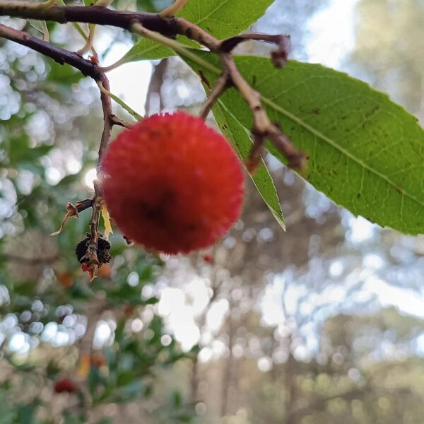 231013_Erdbeerbaum.jpg - Mallorca-Wanderungen  Oktober 2026 -   Hier werden die Fotos von den Wanderungen eingefügt