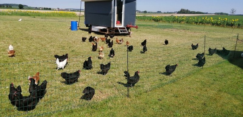 200722_Birkhausen.jpg - 22.07.2020 - Radtour Nördlingen nach Wemding -  vom Radweg - Schwarze Hühner in Birkhausen  Doris E., Helmuth