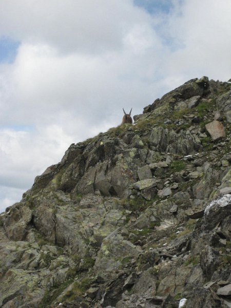 110719_Gemse_auf_Scheibler.jpg - Hüttenwanderung Verwall - 19.07.2011 - Gemse auf Scheibler Markus, Helmuth