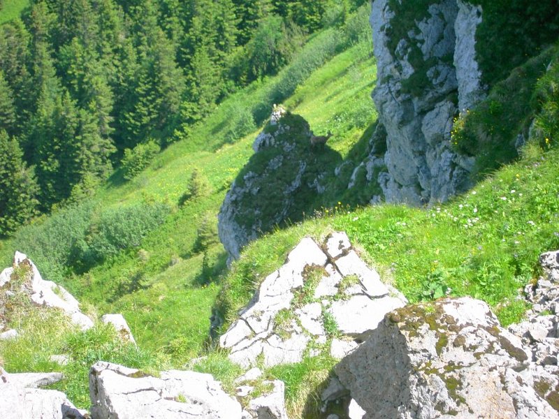 120630_Gemse.jpg - 30.06.2012 - Grünten - Gemse knapp unterhalb Gipfel  Helmuth