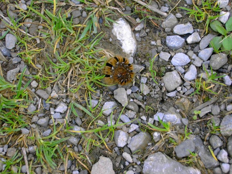 120904_Sonnenkoepfe_Raupe.jpg - 04.09.2012 - Sonnenköpfe - späte Raupe, eingerollt  Doris K., Helmuth