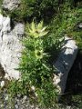 120818_Kaisers_Distel_M