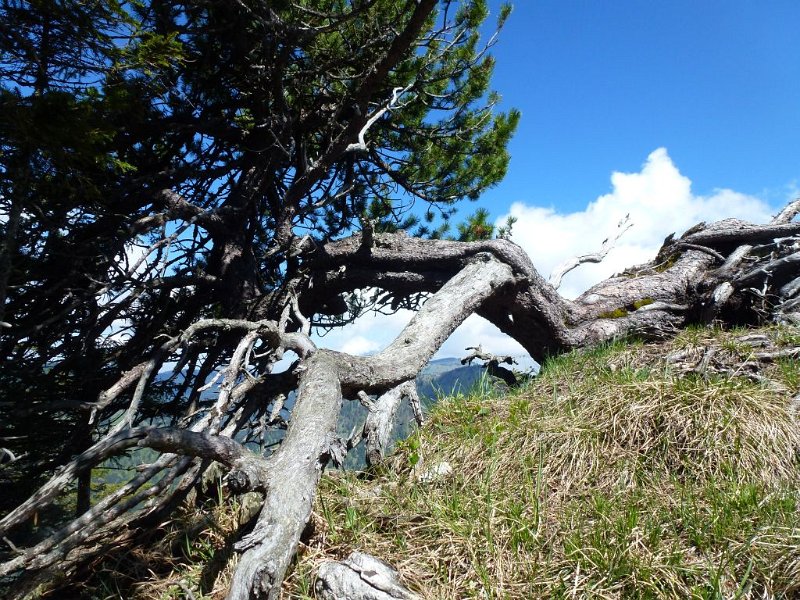 130518_Breitenberg_Baum_E.jpg - 18.05.2013 - Breitenberg - liegender Baum (E)  Elisabeth, Lena, Doris, Anton, Helmuth