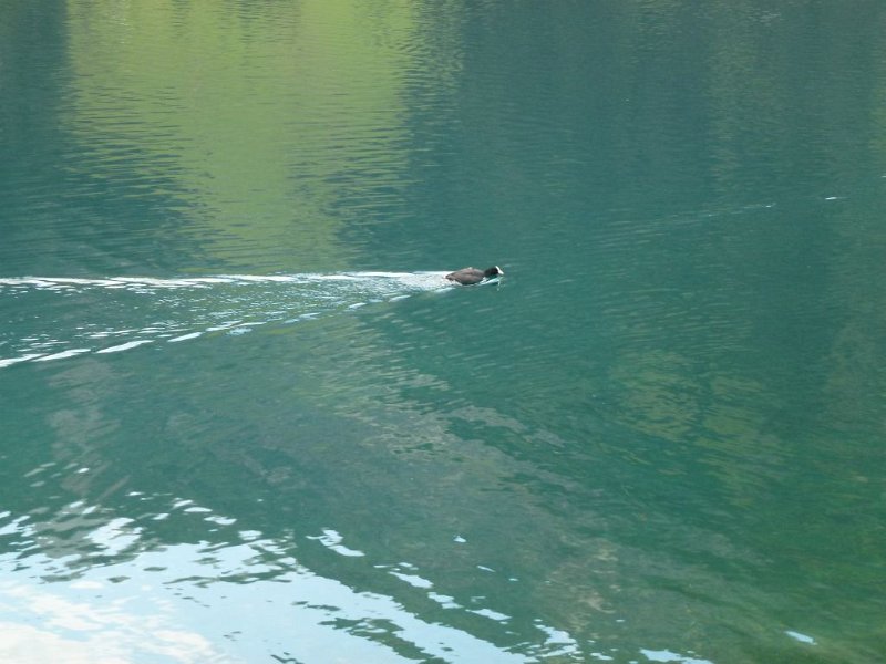 130831_Gaißhorn_Blesshuhn.jpg - 31.08.2013 - Gaißhorn, Tannheimertal - Blesshuhn im Vilsalpsee  Lena, Eliza, Elisabeth, Anton, Helmuth