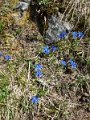 130518_Breitenberg_Blumen2_E