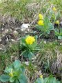 130518_Breitenberg_Blumen_E