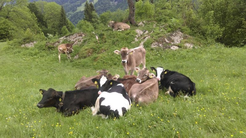 150525_Gruppe_Kuehe_D.jpg - 25.05.2015 - Salmaser Höhe - Gruppe Kühe (Foto Doris)  Doris, Helmuth