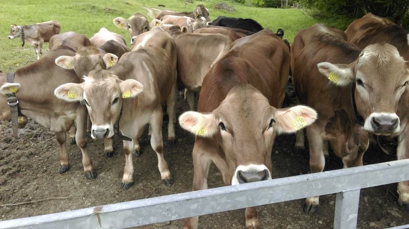 150525_neugierige_Kuehe_D.jpg - 25.05.2015 - Salmaser Höhe - neugierige Kühe (Foto Doris)  Doris, Helmuth