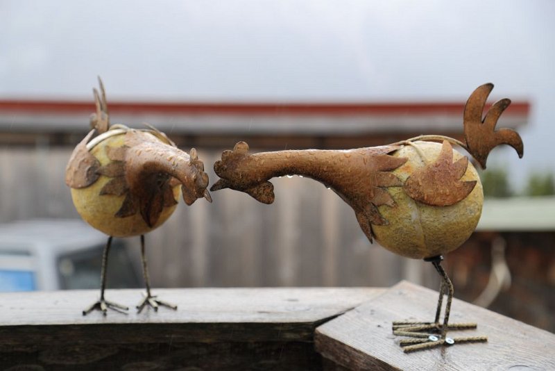 150621_Haehne.jpg - 21.06.2015 - Brunnenkopf - Hähne an der Brunnenkopfhütte  DIE VIER, Elisabeth, Helmuth (Foto Martin)