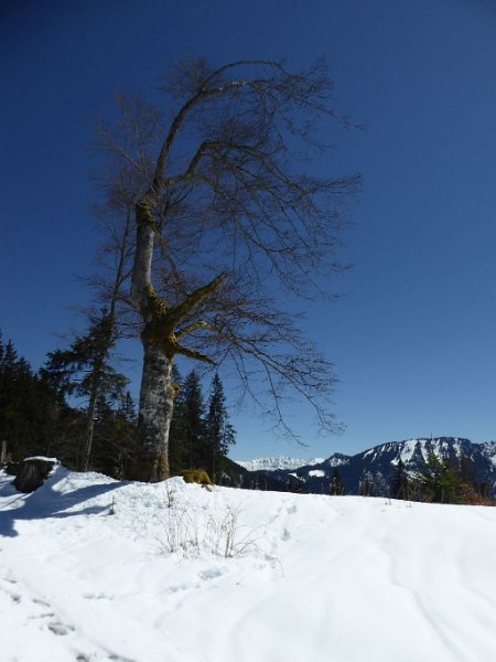 170430_Baum_E.jpg - 30.04.2017 - Aufacker -  Baum am Abstieg (Foto Elisabeth)  Elisabeth, Helmuth