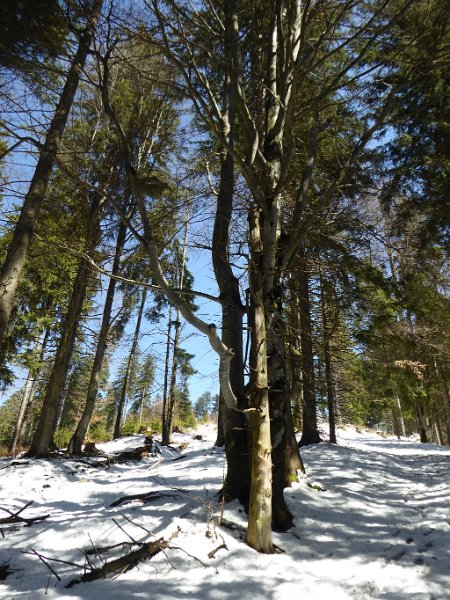 170430_Waeldchen_E.jpg - 30.04.2017 - Aufacker -  Wäldchen am Abstieg (Foto Elisabeth)  Elisabeth, Helmuth