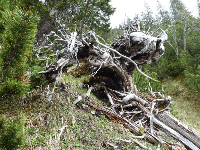 170521_Wurzel_E.jpg - 21.05.2017 - Füssener Jöchl, Kissinger Hütte -  Wurzelwerk (Foto Elisabeth)  Luise, Elisabeth, Helmuth