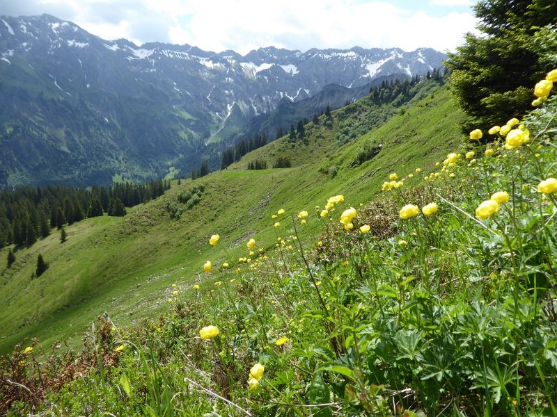 170610_Blumenwiese_E.jpg - 10.06.2017 - Sonnenköpfe -  Blumenwiese (Foto Elisabeth)  Luise, Elisabeth, Helmuth