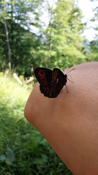 170729_Schmetterling.jpg - 29.07.2017 - Säuling von Pflach - Schmetterling beim Schweißsaugen (Foto Anton)  Lea, Lennart, Anton, Helmuth                                                                       