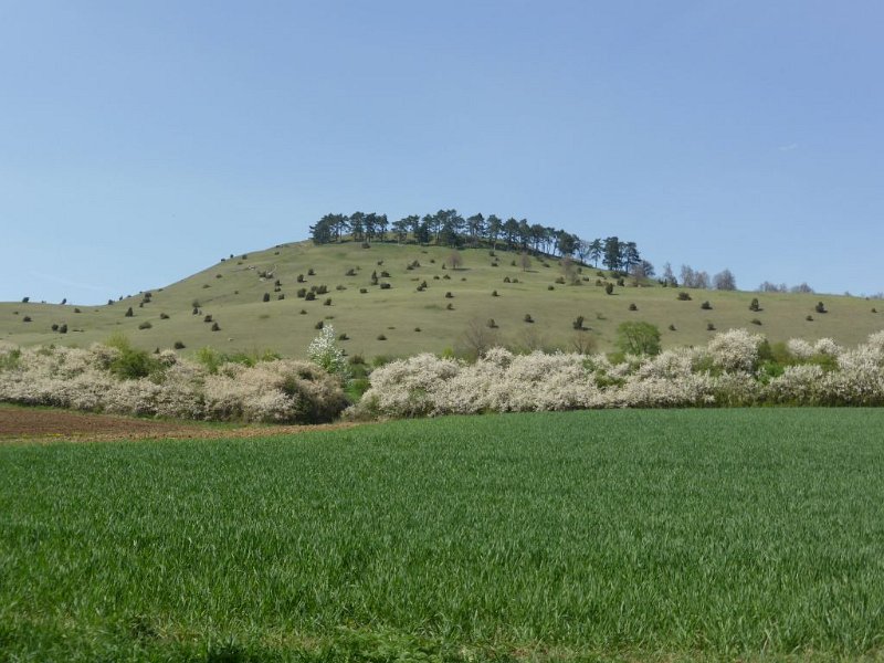 180421_Ipf.jpg - 21.04.2018 - Bopfingen, Ipf - vom Rückweg - Ipf (Foto Doris)  Doris E., Helmuth