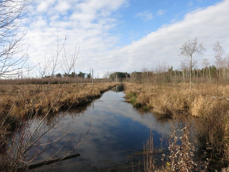 191130_Graben_2.jpg - 30.11.2019 - Haspelmoor - am Wanderweg - Entwässerungsgraben  Elisabeth, Doris, Helmuth