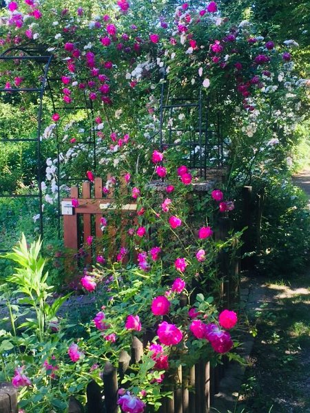 Doris_68.jpg - 29.06.2019 - Ammerschlucht von Rottenbuch - in Rottenbuch - Blumengarten (Foto Doris)  Doris, Elisa, Elisabeth, Lennart, Anton, Helmuth