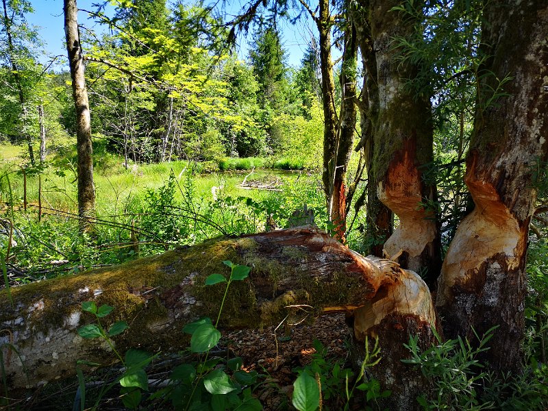 IMG_20190629_115039.jpg - 29.06.2019 - Ammerschlucht von Rottenbuch - Weg zur Ammer - Biberspuren (Foto Elisa) Doris, Elisa, Elisabeth, Lennart, Anton, Helmuth