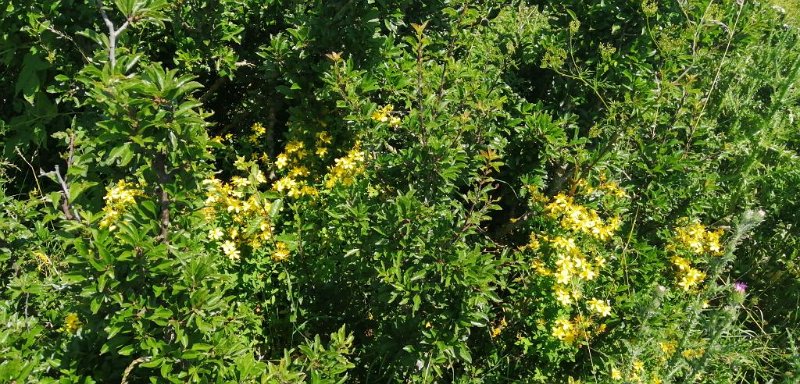 200712_Blumen.jpg - 12.07.2020 - von Kirchheim/Ries zum Ipf -  vom Rundgang - Blumen am Wegesrand  Elisabeth, Doris, Helmuth