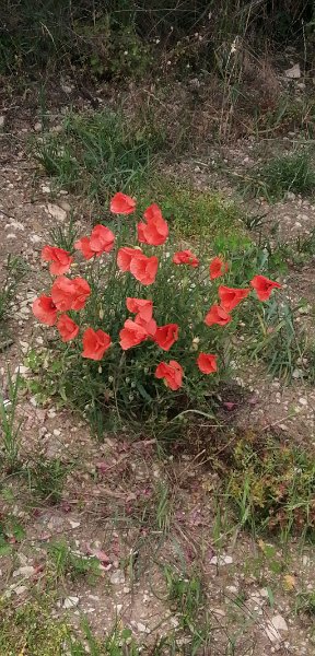200712_Mohn.jpg - 12.07.2020 - von Kirchheim/Ries zum Ipf -  vom Rundgang - Klatschmohn (Banat: Pipatsch)  Elisabeth, Doris, Helmuth