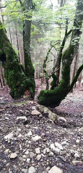 200718_Baum.jpg - 18.07.2020 - von Halblech zum Wolfskopf -  am Abstieg - Baum  Helmuth