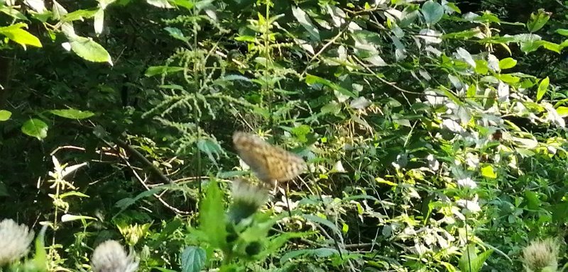 200816_Rappental.jpg - 16.08.2020 - Streitheim-Wörleschwang -  im Rappental - Schmetterling  Doris, Helmuth