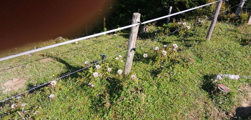 200905_Silberdistel.jpg - 05.09.2020 - Mittag, Bärenköpfle -  am Aufstieg - Silberdistel am Wegesrand  Elisabeth, Helmuth