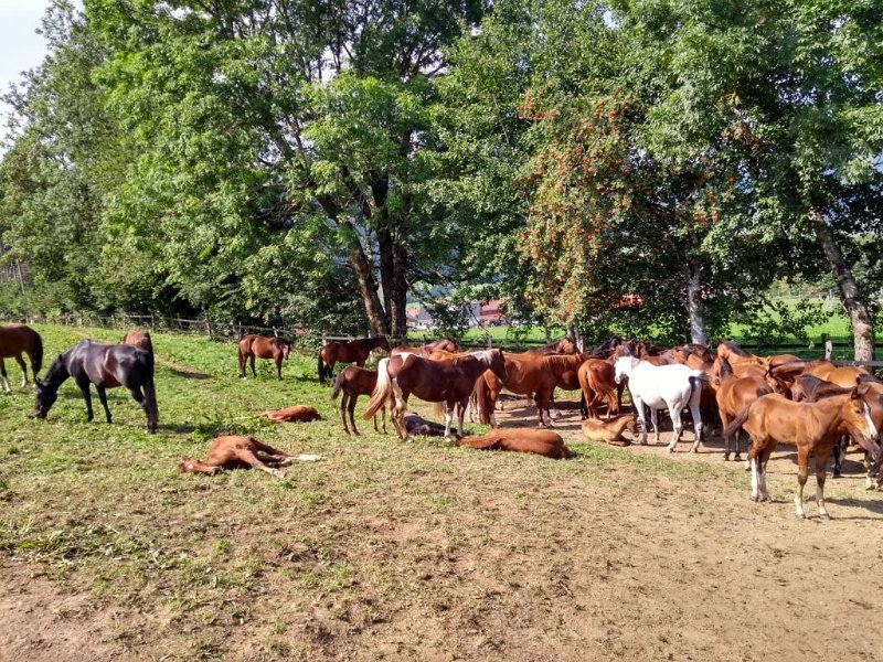 200912_Pferde_G.jpg - 12.09.2020 - Diepholz, Knottenried, Missen, Alpkönigblick - kurz vor Missen - Pferde mit Fohlen (Foto Gerhard)  Doris, Gerhard, Helmuth