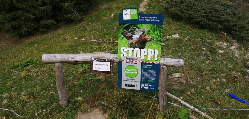 200916_Birkhuhn_2.jpg - 16.09.2020 - Bleicherkopf, Höllritzereck -  Sperre Aufstieg Dreifahnenkopf - Ende Umleitung  Helmuth