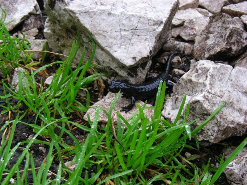090821_Alpensalamander.jpg - Zugspitz-Besteigung 2009 - 21.08.2009 - Alpen-Salamander (Foto Anton)  Anton, Helmuth